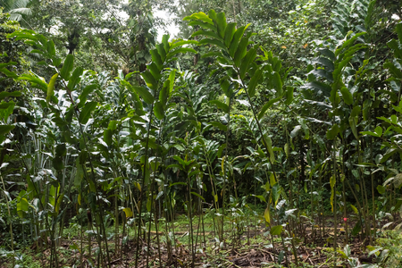 Lush vegetation in the jungle of Saint Lucia, Caribbeanの写真素材