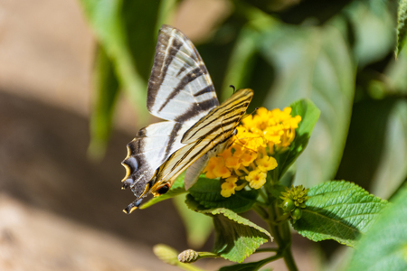 Scarce swallowtail eating yellow flowerの写真素材