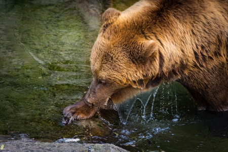 Beautiful brown bear in the bear pit of Bern, Switzerlandの写真素材
