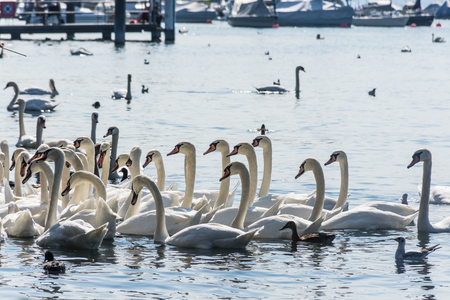 Huge group of swans in the lakeの写真素材