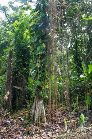 Lush vegetation in the jungle of Mount Pelee, the volcano of Martiniqueの写真素材