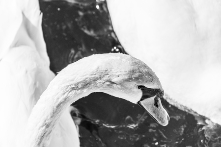 Beautiful swan close up, Switzerlandの写真素材