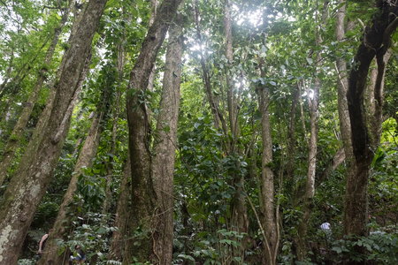 Jungle of Mount Pelee, Martiniqueの写真素材