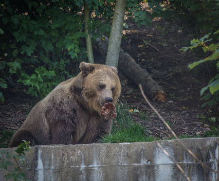 Beautiful brown bear in the bear pit of Bern, Switzerland