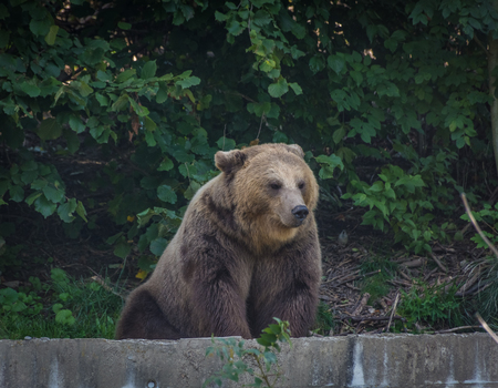 Beautiful brown bear in the bear pit of Bern, Switzerlandの写真素材