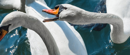 Two swans fightingの写真素材