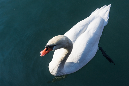 Beautiful swan close up, Switzerlandの写真素材