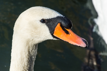 Beautiful swan close up, Switzerlandの写真素材