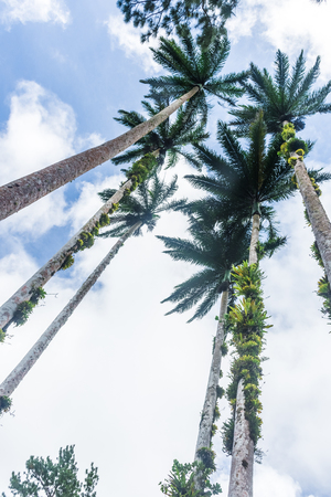 High palms in the forest of Martiniqueの写真素材