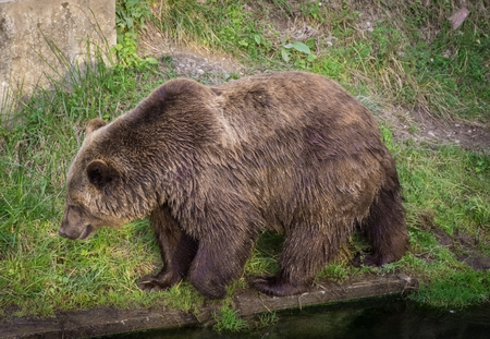 Beautiful brown bear in the bear pit of Bern, Switzerlandの写真素材
