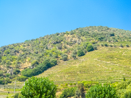 Vineyards of the Douro Valley in Pinhao, Portugalの写真素材