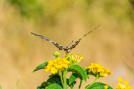 Scarce swallowtail eating yellow flowerの写真素材