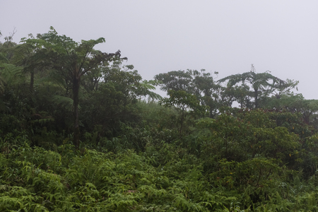 Lush vegetation in the jungle of Saint Lucia, Caribbeanの写真素材