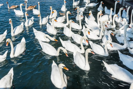 Huge group of swans in the lakeの写真素材