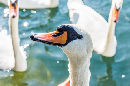 Beautiful swan close up, Switzerlandの写真素材