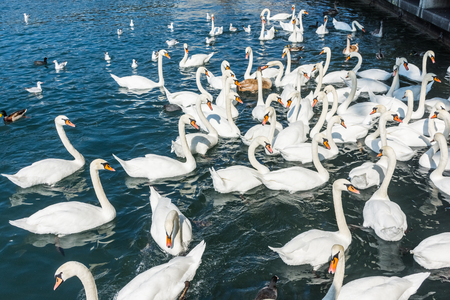 Huge group of swans in the lakeの写真素材