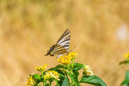 Scarce swallowtail eating yellow flowerの写真素材