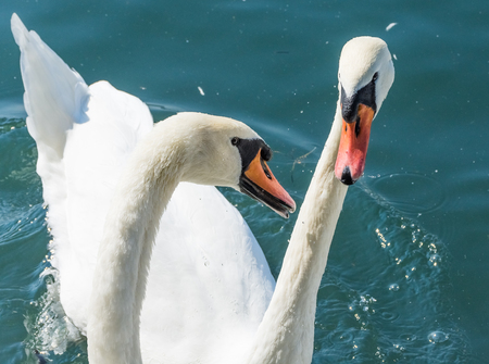 Two swans fightingの写真素材