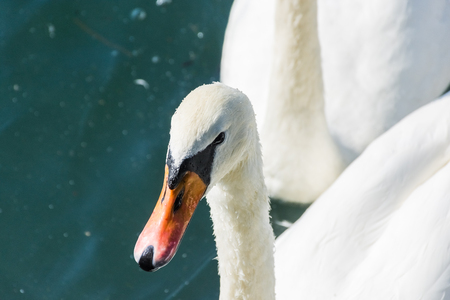 Beautiful swan close up, Switzerlandの写真素材