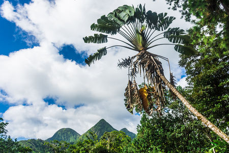Landscape of the jungle and the volcano Mount Pelee of Martiniqueの写真素材