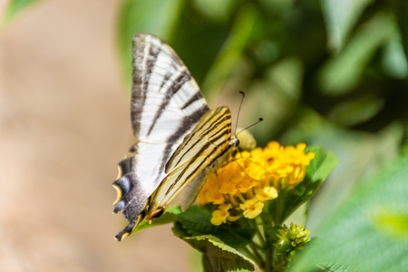 Scarce swallowtail eating yellow flowerの写真素材