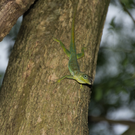 Anolis Lizard on a tree in the jungle of Martiniqueの写真素材