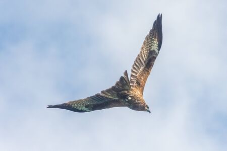 Hawk flying over the Ha Long Bay, Vietnamの写真素材