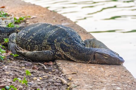 Wild monitor lizard in Lumphini Park, Bangkok, Thailandの写真素材