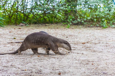 Wild otter in Gardens by the Bay, Singaporeのeditorial素材
