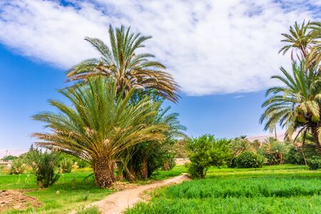 Palms and plantation in a moroccan oasisの写真素材