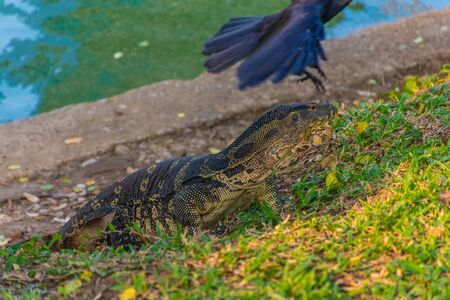 Wild monitor lizard in Lumphini Park, Bangkok, Thailandの写真素材