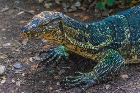 Wild monitor lizard in Lumphini Park, Bangkok, Thailandの写真素材