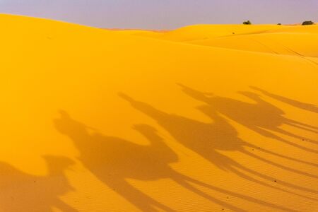 Shadow of camels riding in the Sahara Desert, Merzouga, Moroccoの写真素材