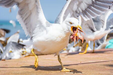 Seagull eating its seafood in the beach of Essaouira, Moroccoの写真素材