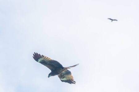 Hawk flying over the Ha Long Bay, Vietnamの写真素材