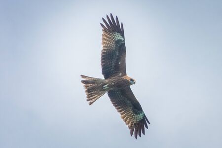 Hawk flying over the Ha Long Bay, Vietnamの写真素材