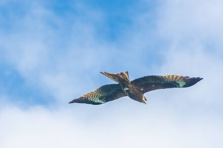 Hawk flying over the Ha Long Bay, Vietnamの写真素材