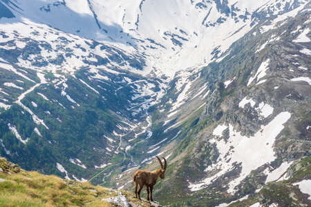 Beautiful Alpine ibex in the snowy mountains of Gran Paradiso National Park in Italyの写真素材