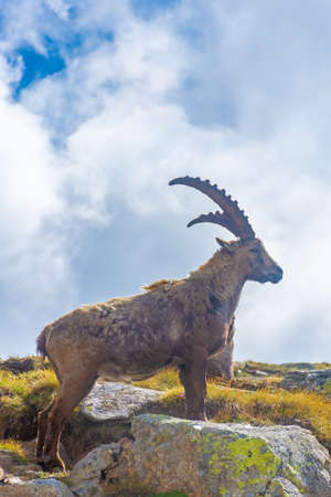 Beautiful Alpine ibex in the snowy mountains of Gran Paradiso National Park in Italyの写真素材