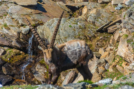 Alpine ibex in the mountains of Gran Paradiso National Park, Piedmont, Italyの写真素材