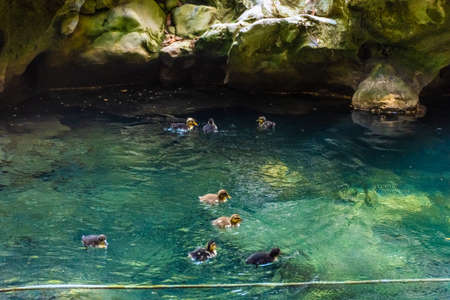 Cute family of ducks in the river of Akchour, Morocco