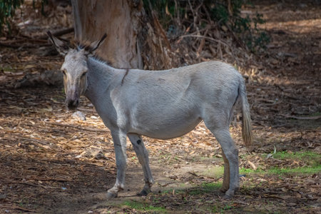 Asinara Island's endemic donkey, Sardiniaの写真素材