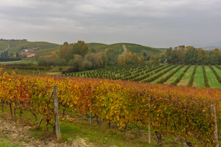Amazing autumnal landscape in the Langhe, famous vineyard area in Piedmont, Italyの写真素材