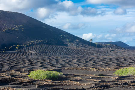 Landscape of the volcanic vineyards of La Geria, in Lanzarote, Canary Islands, Spainの写真素材
