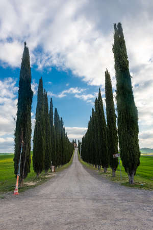 Country road flanked with cypresses in Tuscany, Italyの写真素材