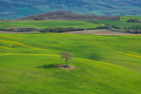 Lonely tree in the hills of the Tuscany countryside, Italyの写真素材