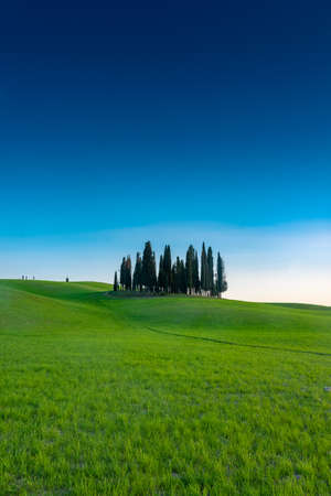 Group of cypresses on the green hill of Tuscany countryisde, Italyの写真素材