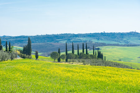 Yellow and green meadow in Tuscany, Italyの写真素材