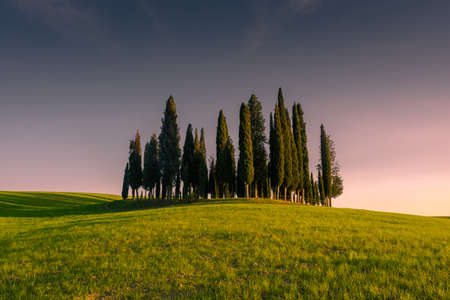 Group of cypresses on the green hill of Tuscany countryisde at sunset, Italyの写真素材