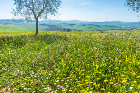 Beautiful green meadow full of colorful flowers at spring, Italyの写真素材